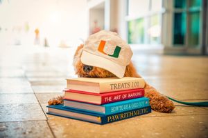 Image post by @univmiami on Instagram