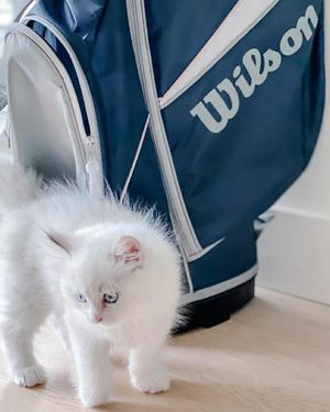 Image post by @wilsongolfcanada on Instagram