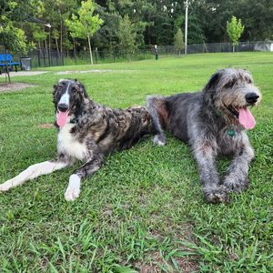 Image post by @thesavannahwolfhound on Instagram