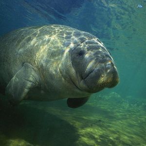 Image post by @animalplanet on Instagram
