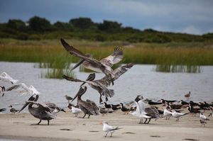 Image post by @kiawahresort on Instagram