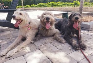 Image post by @thesavannahwolfhound on Instagram