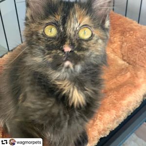 Image post by @ellendegeneres on Instagram