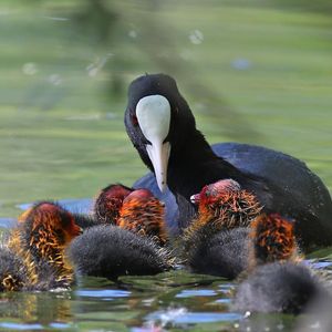 Image post by @animalplanet on Instagram