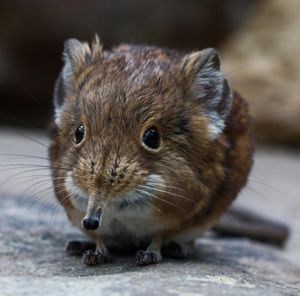 Image post by @animalplanet on Instagram
