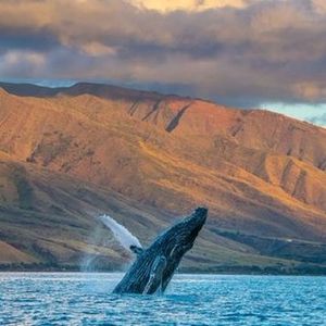 Image post by @olukai on Instagram