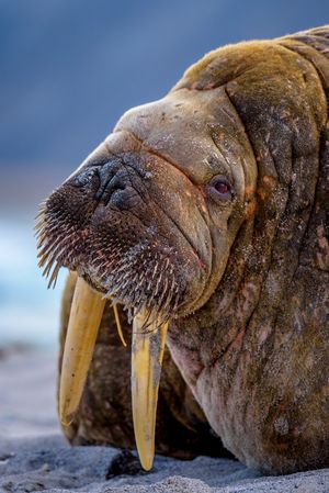 Image post by @AnimalPlanet on Twitter