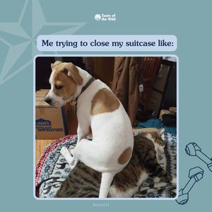 Image post by @totwpetfood on Twitter