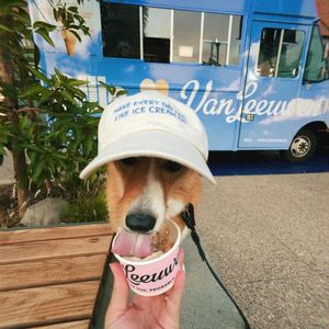 Image post by @ziggy_thecorg on Instagram