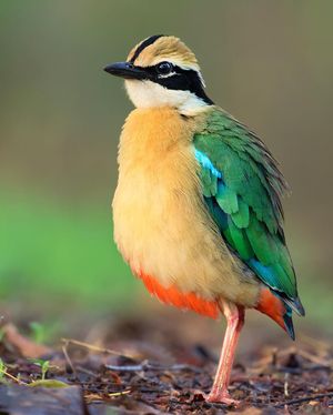 Image post by @discovery on Instagram