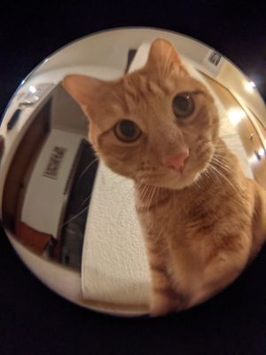 Image post by @totwpetfood on Twitter