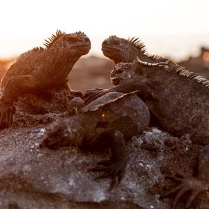 Image post by @animalplanet on Instagram