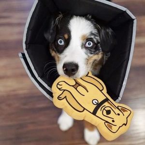 Image post by @yourfuzzy on Instagram