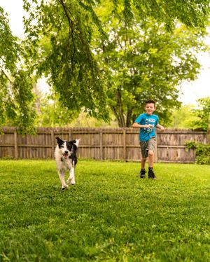Image post by @evolvepetfood on Instagram