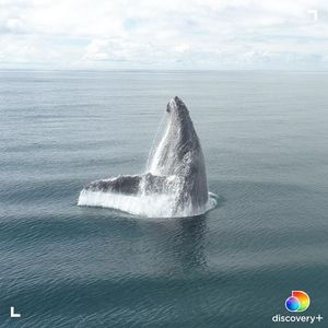Image post by @animalplanet on Instagram