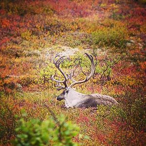 Image post by @animalplanet on Instagram