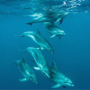 Image post by @animalplanet on Instagram