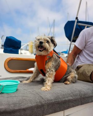 Image post by @petco on Instagram