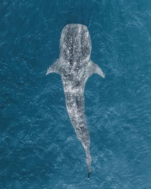 Image post by @discovery on Instagram