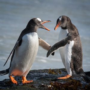 Image post by @animalplanet on Instagram