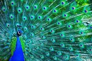 Image post by @gettyimages on Instagram