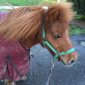 Image post by @snaffle_it on Instagram