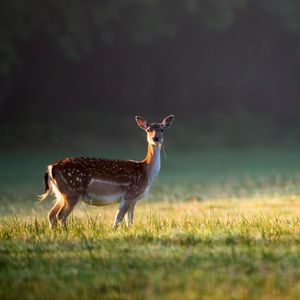 Image post by @animalplanet on Instagram
