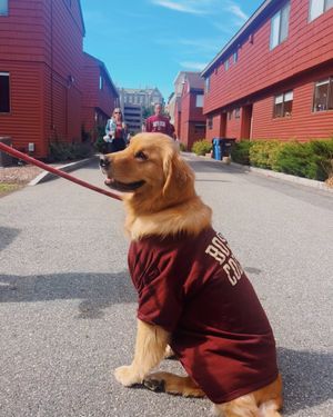 Image post by @bostoncollege on Instagram