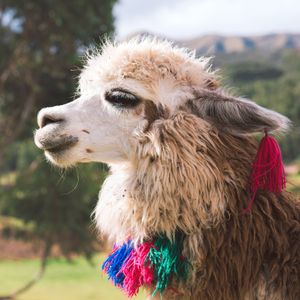 Image post by @AnimalPlanet on Twitter