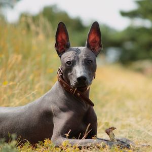 Image post by @animalplanet on Instagram