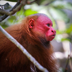 Image post by @animalplanet on Instagram