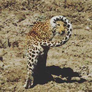 Image post by @chiawasafaris on Instagram