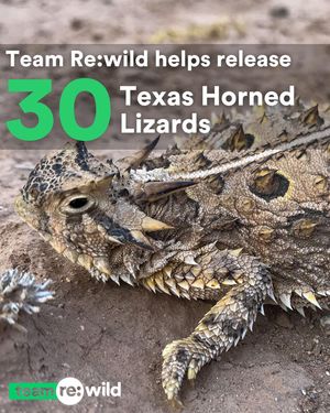 Image post by @rewild on Instagram