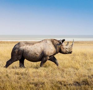 Image post by @discovery on Instagram