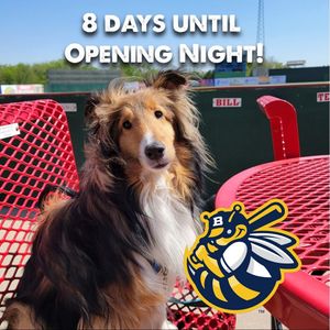 Image post by @burlington_bees on Instagram