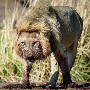 Image post by @chiawasafaris on Instagram
