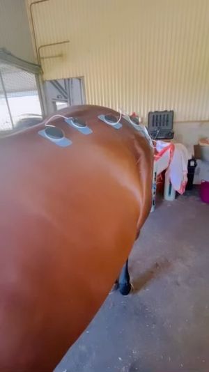 Video post by @gundyparkequine on Instagram