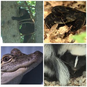 Image post by @animalplanet on Instagram
