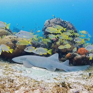 Image post by @discovery on Instagram