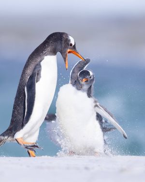 Image post by @animalplanet on Instagram