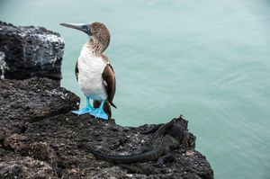 Image post by @discovery on Instagram