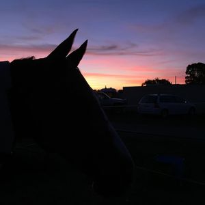 Image post by @snaffle_it on Instagram