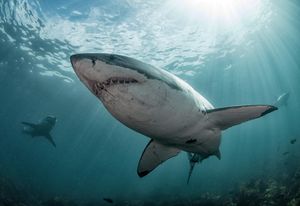 Image post by @animalplanet on Instagram