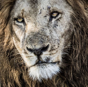 Image post by @chiawasafaris on Instagram