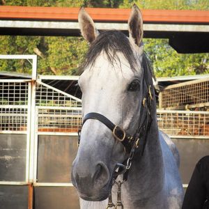 Image post by @australianturfclub on Instagram