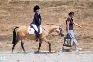 Image post by @NZHorseAmbulanceTrust on Facebook