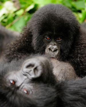 Image post by @discovery on Instagram