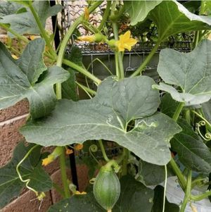 Image post by @bonnieplants on Instagram