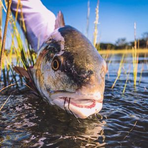 Image post by @toadfishoutfitters on Instagram