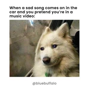 Image post by @bluebuffalo on Instagram